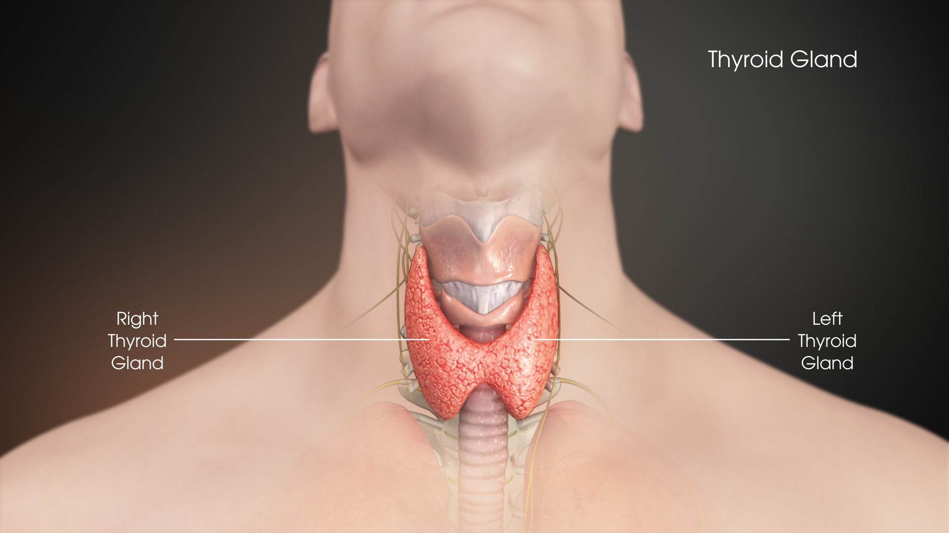 Thyroid Gland: Conditions and Treatments - Scientific Animations