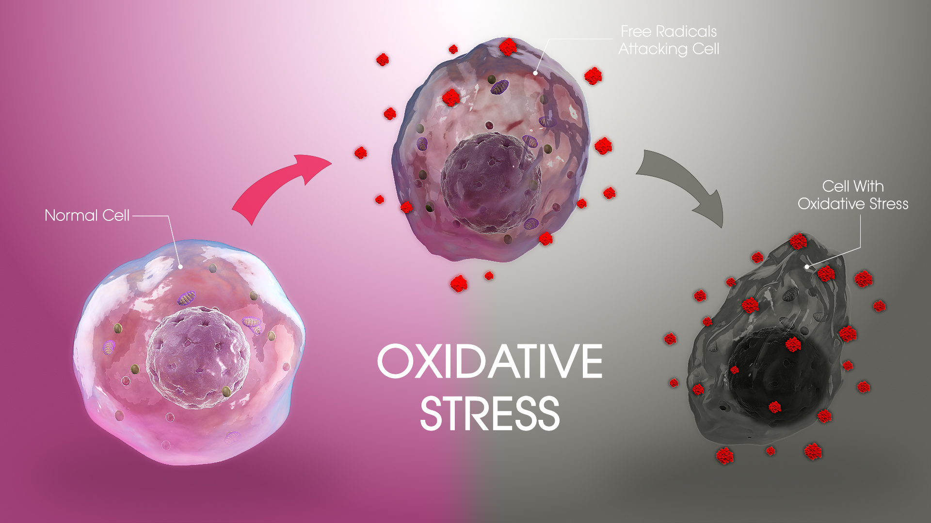 Oxidative Stress: Effects, Risk factors, Managing and Preventing -  Scientific Animations