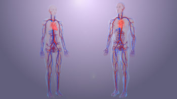 3D Medical Animation Still Depicting Circulatory System