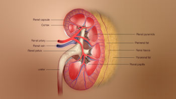 3D Medical Animation still shot of different layers of Kidney