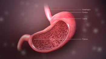 3D Medical Animation Still Shot Defining Regions of Stomach