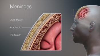 3D medical illustrations showing meninges in details