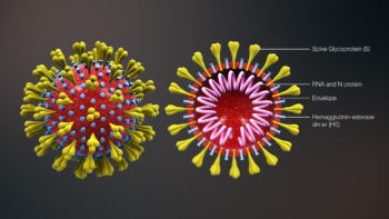 3D Medical Animation still shot of structure and cross-sectional view of Human Coronavirus
