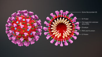 2019 novel Coronavirus Structure as per CDC