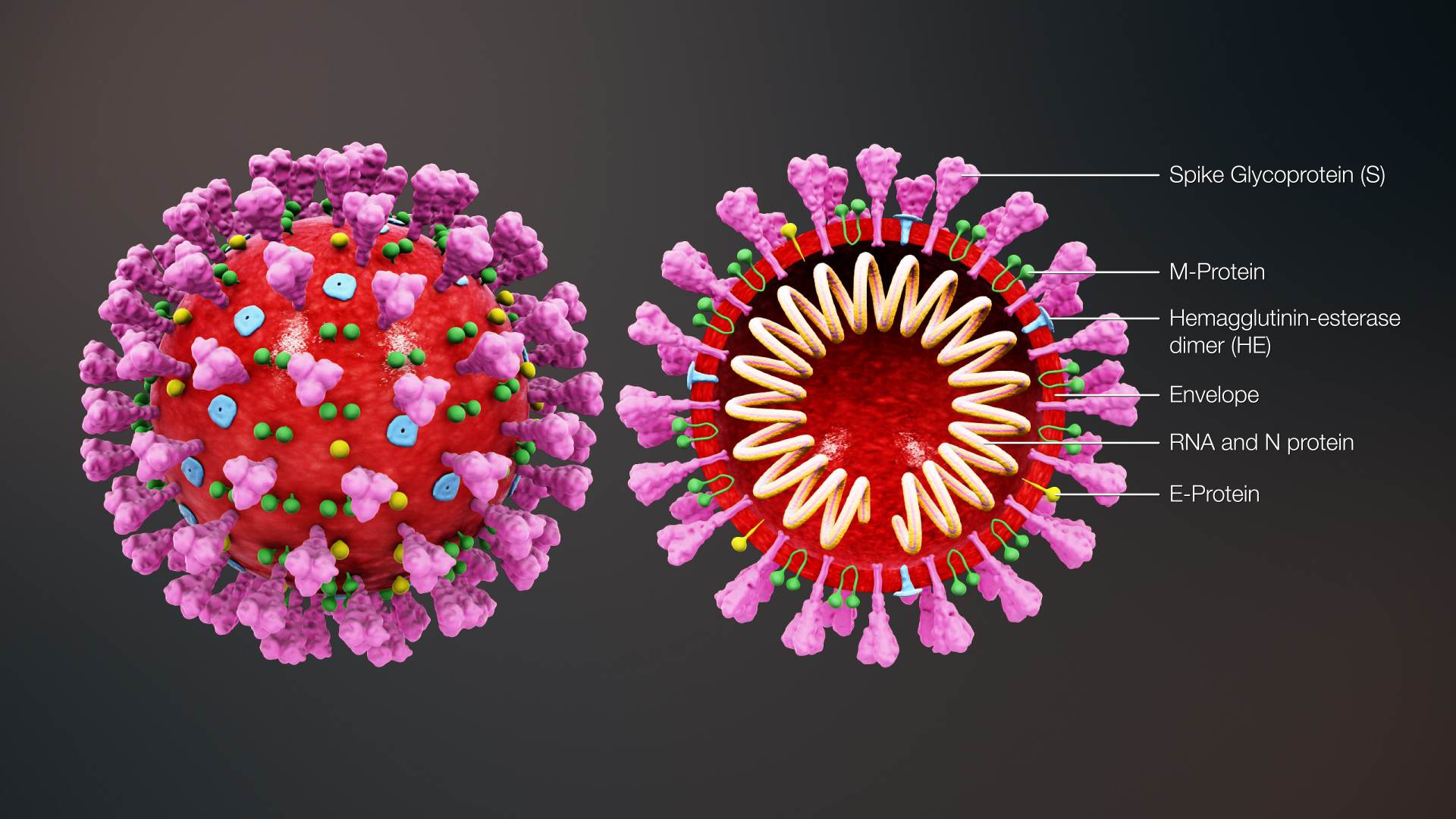 hiv virus structure animation