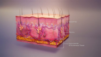 3D medical illustration showing major layers of skin