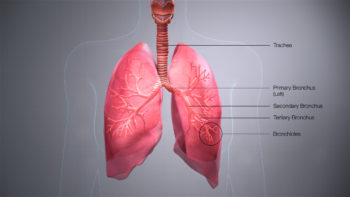 A detailed description of Bronchus using a 3D medical illustration