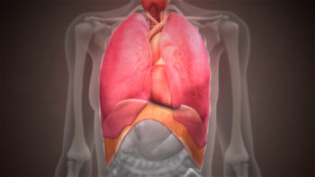 Structure of Diaphragm shown using a 3D medical animation still shot