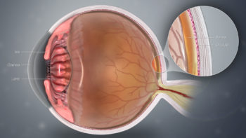 A detailed depiction of eye using a 3D medical illustration