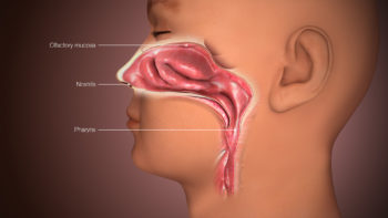 3D Medical Animation Still Shot Depicting Nose