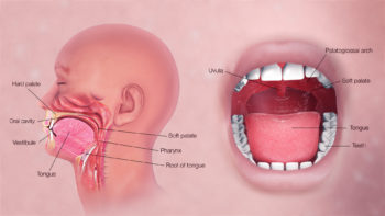 3D Medical Illustration Explaining Oral Digestive System
