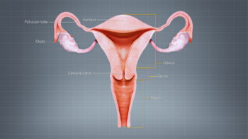 Different regions of Uterus displayed & labelled using a 3D medical animation still shot