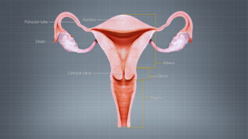 Different regions of Uterus displayed & labelled using a 3D medical animation still shot
