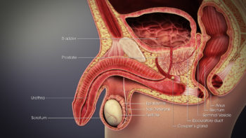 3D Medical Illustration showing vas deferens