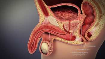 Male accessory gland presented in a 3D medical animation still shot