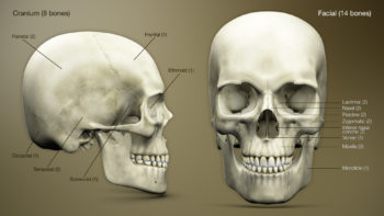 3D Medical Animation still shot of Human Skull