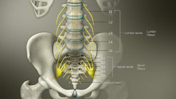 3D Medical Animation still shot of Lumbosacral Plaxus