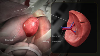 3D Medical Animation Spleen Anatomy