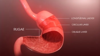 3D Medical Animation Muscular Layers of stomach