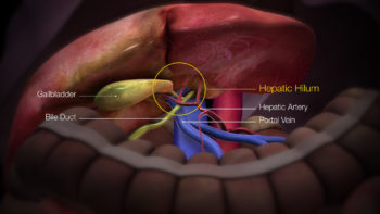3D Medical Animation liver parts
