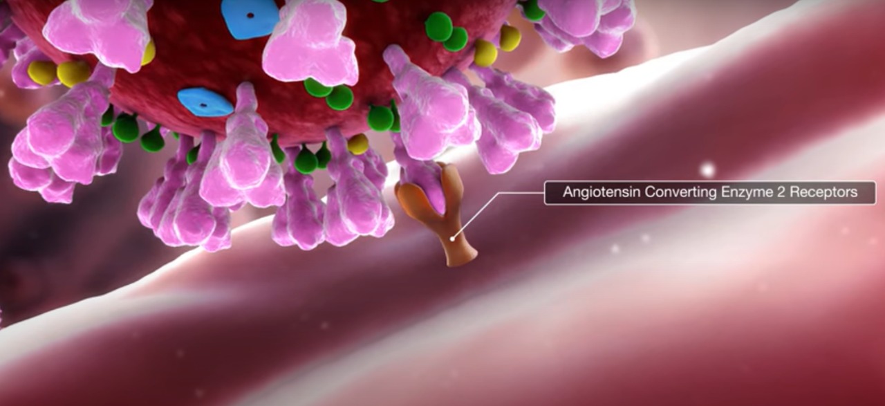 Medical Animation Still Shot Showing The Entry of SARS CoV-2 Through ACE2 Receptor