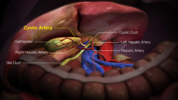 3D Medical Animation still shot Cystic Artery